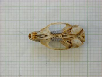 Media type: image;   Mammalogy 31270